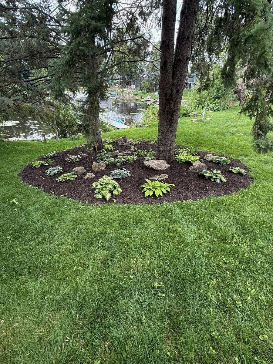 Hosta Bed Under the Trees