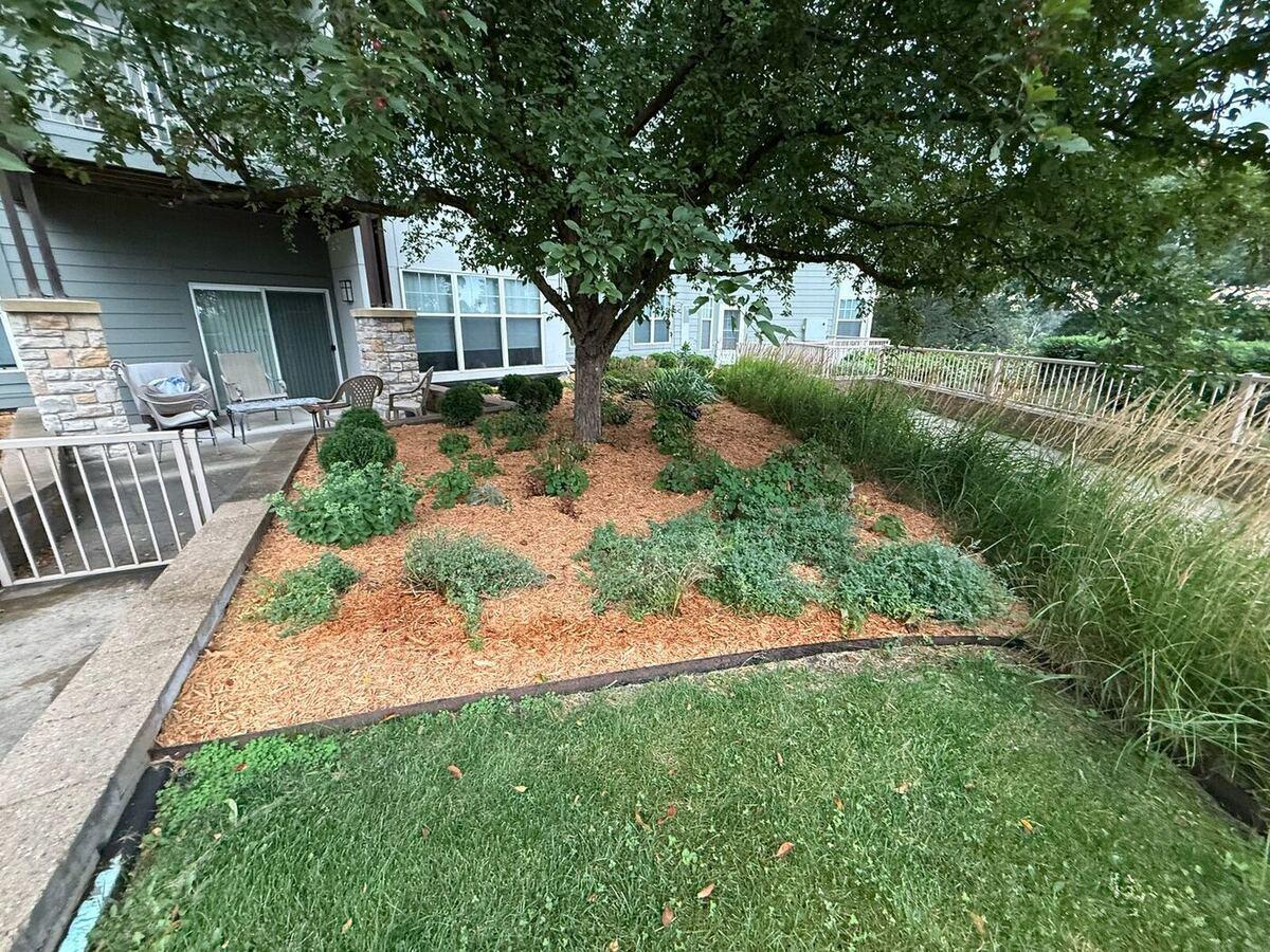 Juniper Bed Under the Tree